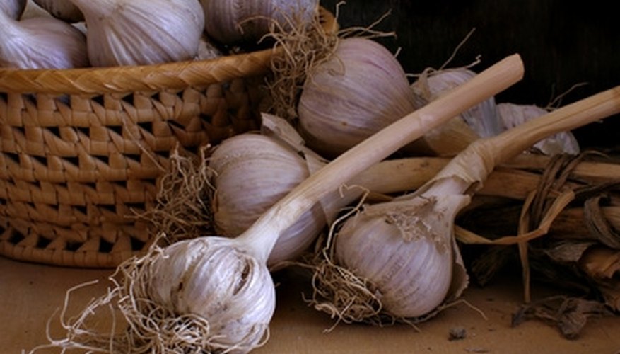 Garlic can be tried as a vole deterrent. Garlic can be tried as a vole deterrent.