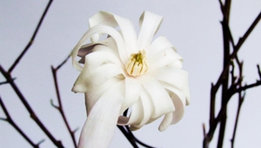 Beautiful flowers are a major asset of Florida's magnolias. Beautiful flowers are a major asset of Florida's magnolias.
