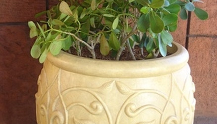 Winterizing outdoor plants will help them survive the colder temperatures. Winterizing outdoor plants will help them survive the colder temperatures.