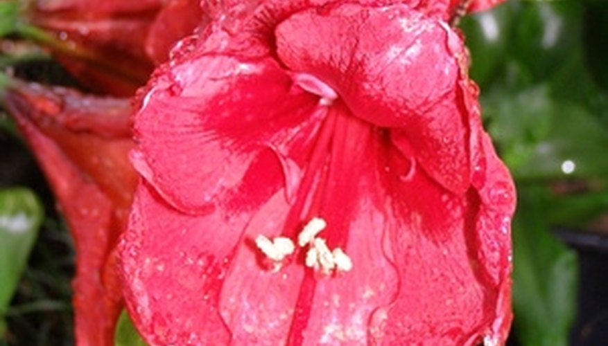 Amaryllis plants go dormant after blooming. Amaryllis plants go dormant after blooming.