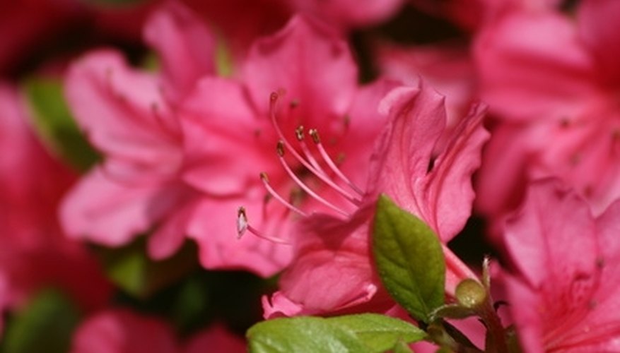 Care & Feeding of Azaleas Care & Feeding of Azaleas