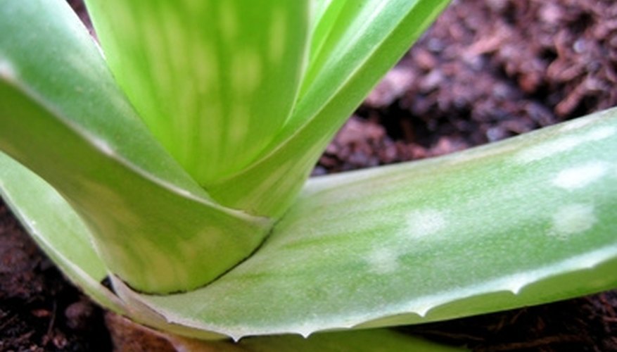 The sap of aloe vera, though mildly toxic, is added to many skin lotions. The sap of aloe vera, though mildly toxic, is added to many skin lotions.