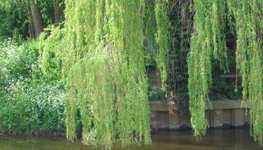 Willow trees thrive near ponds or river beds. Willow trees thrive near ponds or river beds.