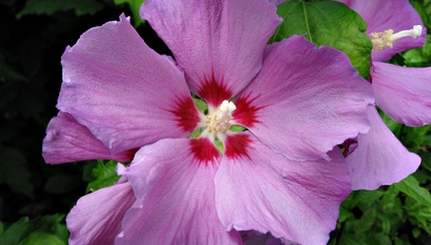 Rose of Sharon flourishes as a landscape tree. Rose of Sharon flourishes as a landscape tree.