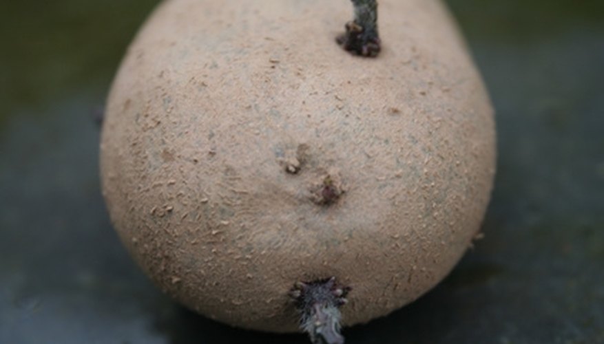 Sprouts emerge from the eyes of seed potatoes. Sprouts emerge from the eyes of seed potatoes.