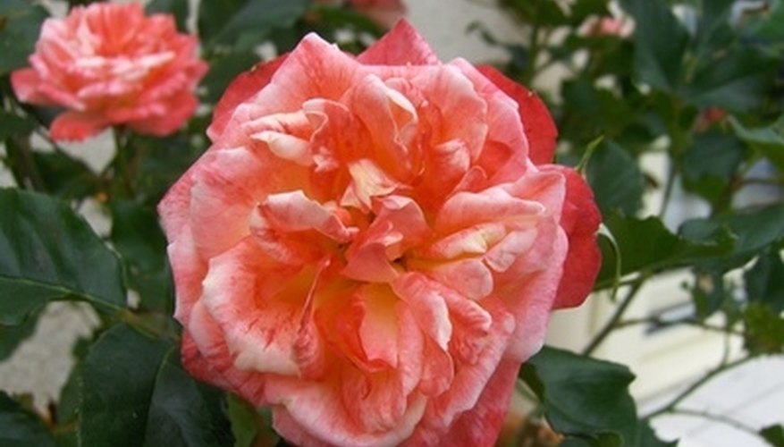 A rose bush that doesn't bloom might not be getting sufficient nutrition. A rose bush that doesn't bloom might not be getting sufficient nutrition.