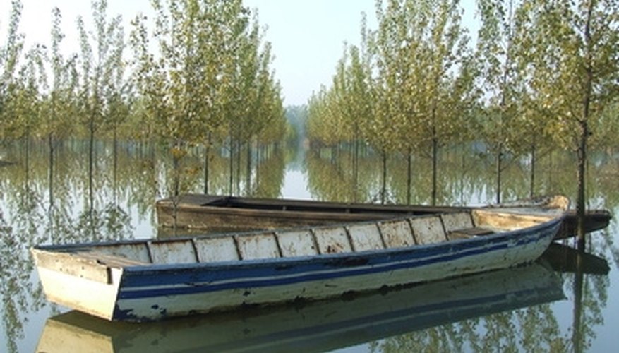 Near water is the natural setting for poplars. Near water is the natural setting for poplars.