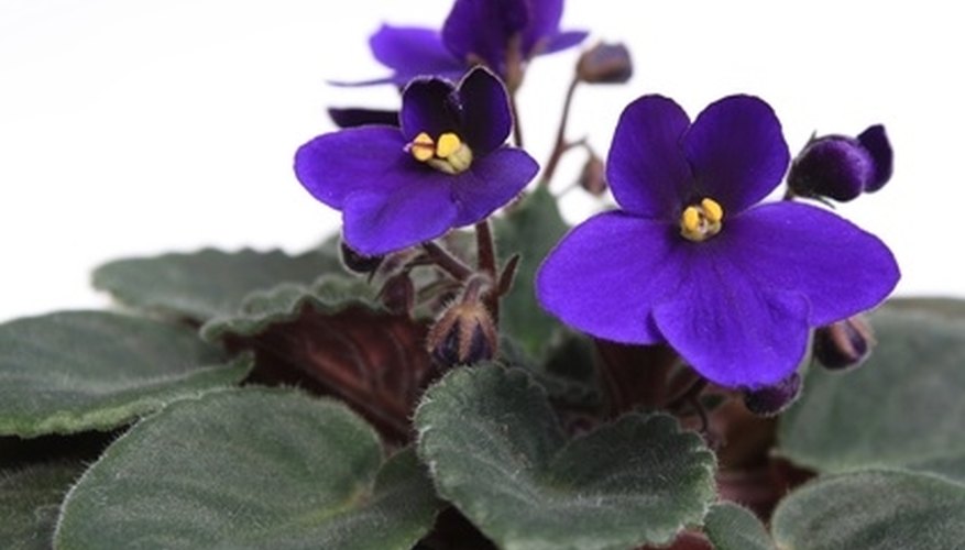 African violets enjoy moderate temperatures and gentle care. African violets enjoy moderate temperatures and gentle care.