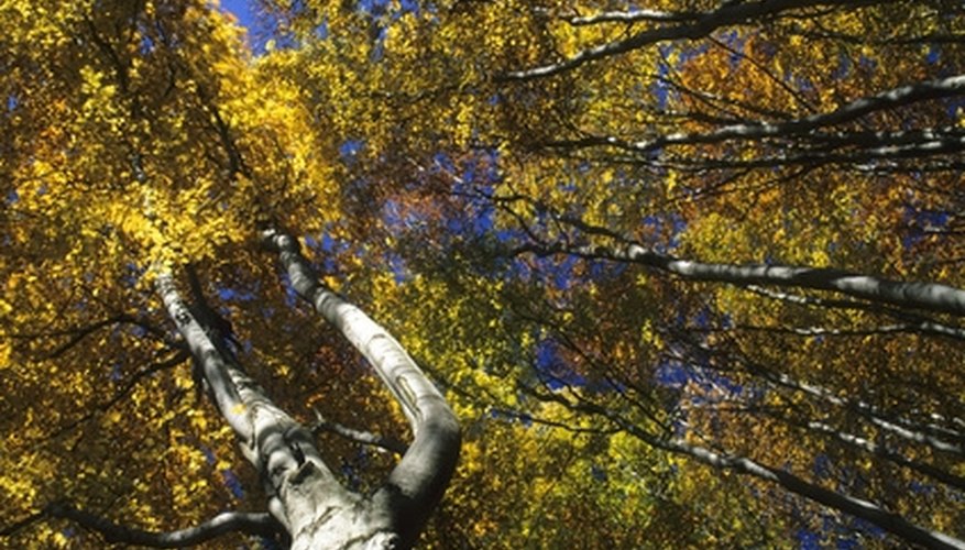 The beech tree burns hot with very few sparks. The beech tree burns hot with very few sparks.
