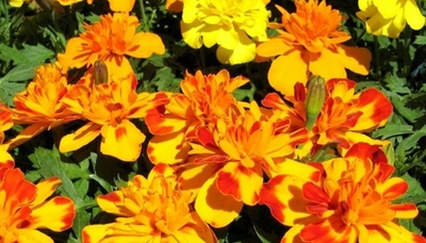 Marigolds give gardens a burst of bright summer color. Marigolds give gardens a burst of bright summer color.