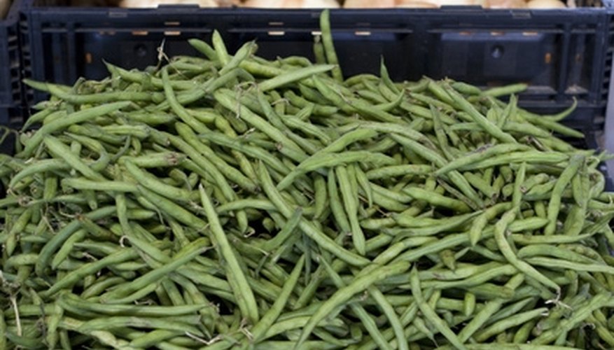 String beans are also called snap beans. String beans are also called snap beans.