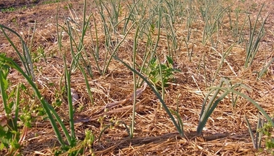 Plant onion sets in rows in a location with full sun. Plant onion sets in rows in a location with full sun.