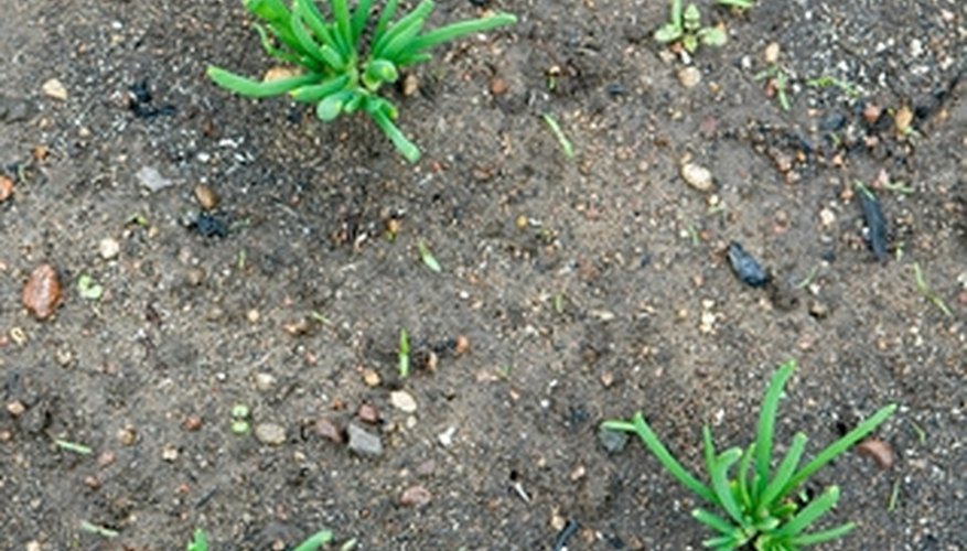 Space rows 12 to 15 inches apart and harvest scallions after a month. Space rows 12 to 15 inches apart and harvest scallions after a month.