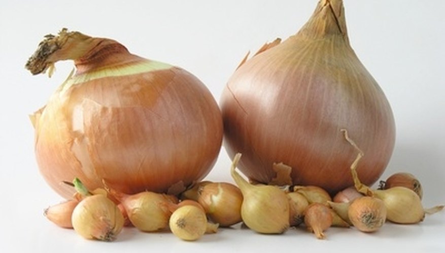 Dormant onion sets take less time to grow then onion seeds. Dormant onion sets take less time to grow then onion seeds.