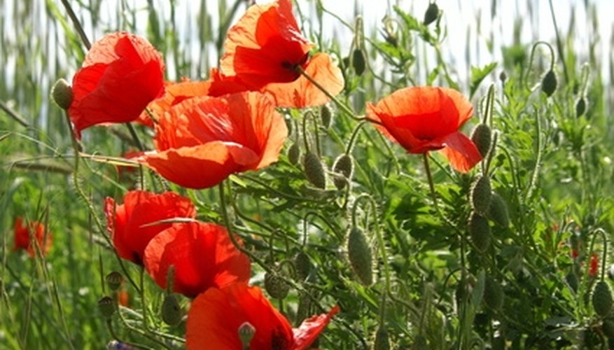 Poppies are a colorful, natural-looking flower. Poppies are a colorful, natural-looking flower.
