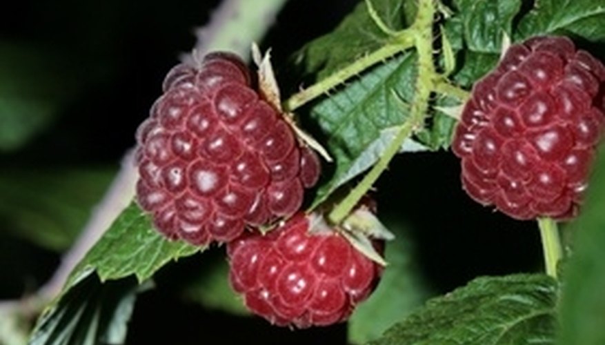 Everbearing raspberries produce two crops. Everbearing raspberries produce two crops.