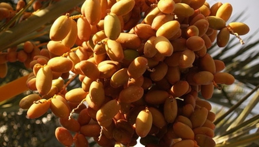 Some indoor date palms produce fruits just like their outdoor counterparts. Some indoor date palms produce fruits just like their outdoor counterparts.