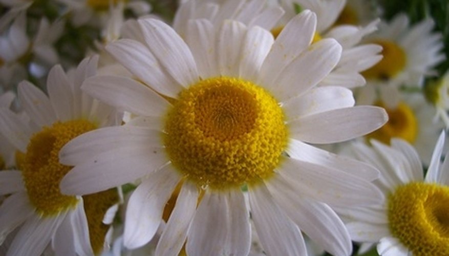 Shasta daisies grow well in the Pacific Northwest. Shasta daisies grow well in the Pacific Northwest.