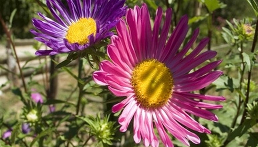 Aster flowers with pink and violet petals. Aster flowers with pink and violet petals.
