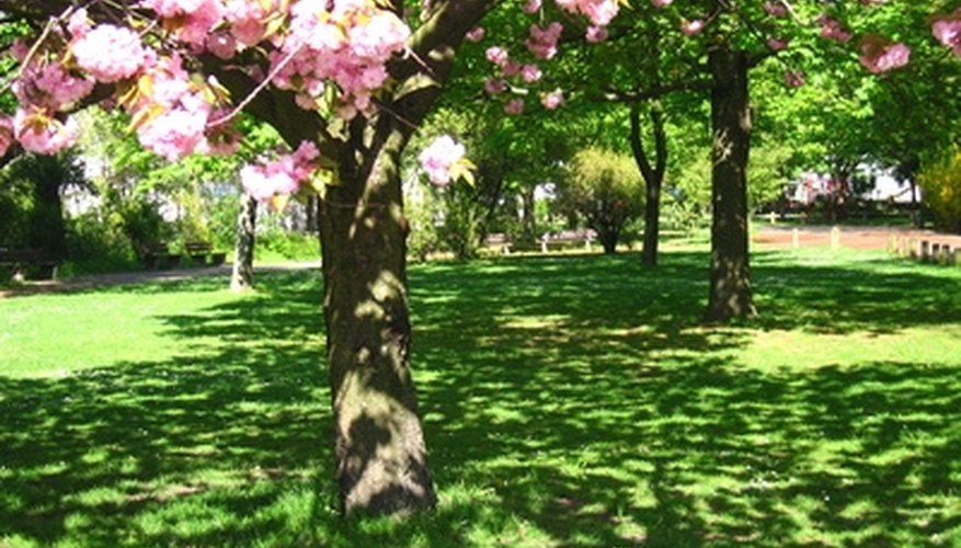 Keep weeds under control around your trees. Keep weeds under control around your trees.