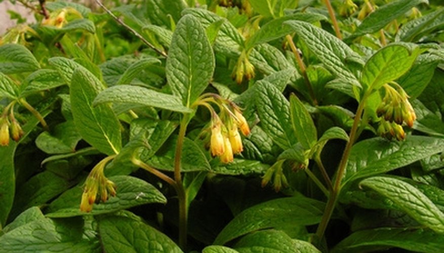 Medieval physicians used comfrey to mend broken bones. Medieval physicians used comfrey to mend broken bones.