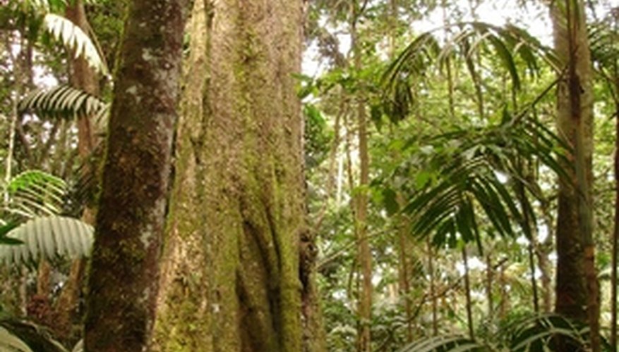 Many different plants grow in tropical rainforests. Many different plants grow in tropical rainforests.
