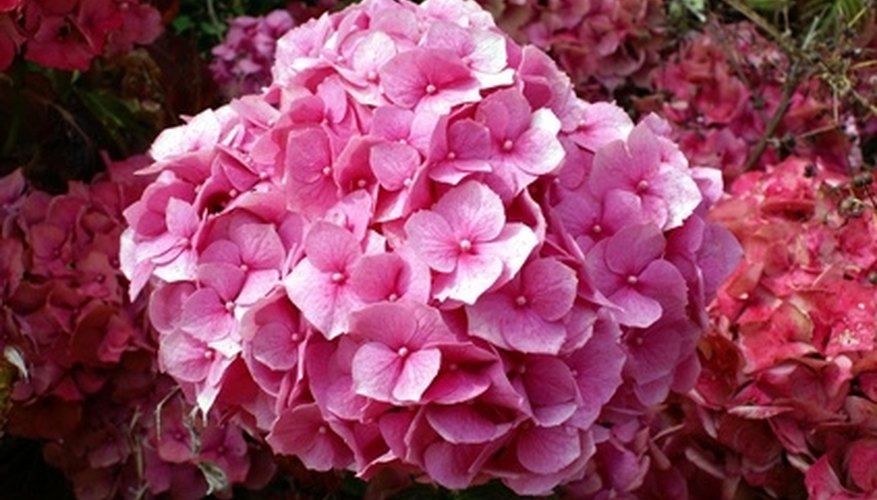 Showy shrubs such as hydrangeas add color and visual interest to your front yard. Showy shrubs such as hydrangeas add color and visual interest to your front yard.