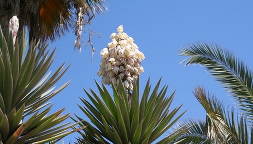 The yucca plant has a dense flowerhead with white or green flowers. The yucca plant has a dense flowerhead with white or green flowers.