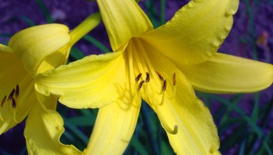 Daylilies are toxic to cats and cows, but not dogs. Daylilies are toxic to cats and cows, but not dogs.