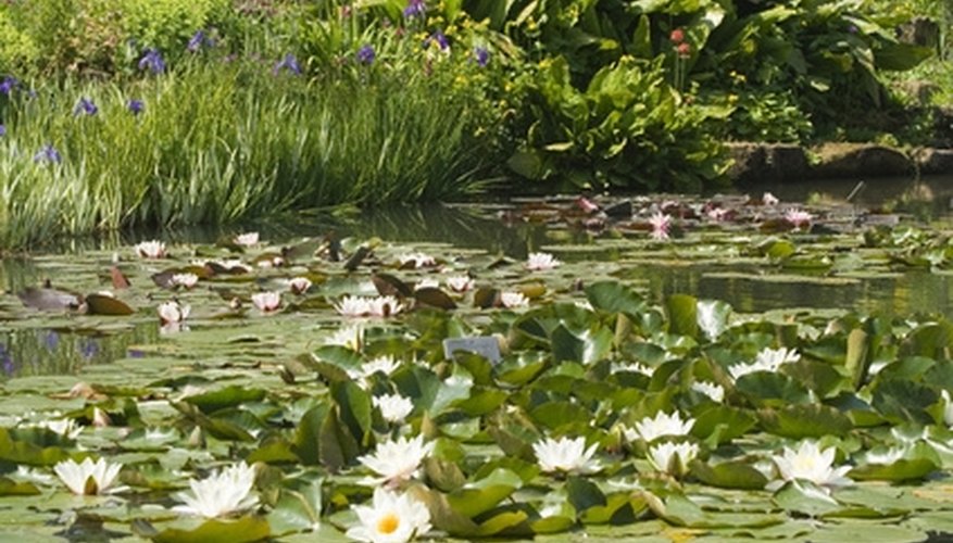 Connect a pond pump to a filter for efficient pond operation. Connect a pond pump to a filter for efficient pond operation.