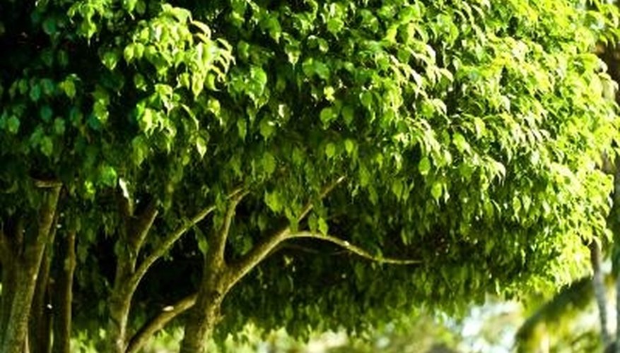 Ficus trees can be grown indoors. Ficus trees can be grown indoors.
