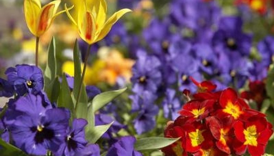 Blooming color is vital consideration in any flower bed design. Blooming color is vital consideration in any flower bed design.
