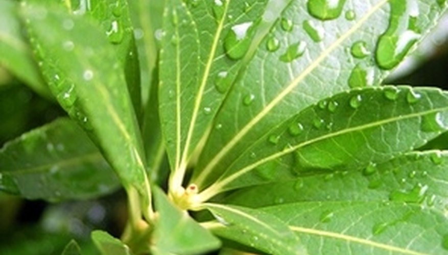Water is needed for photosynthesis to take place. Water is needed for photosynthesis to take place.