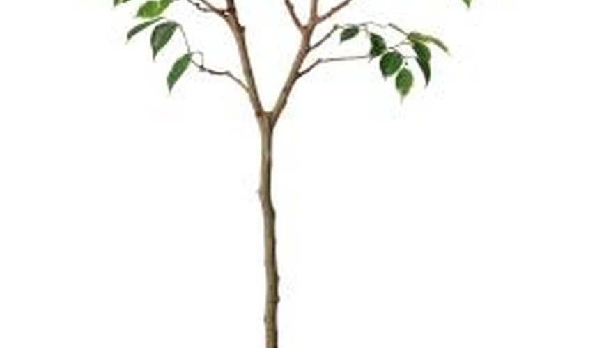 Ficus cuttings will grow roots if planted. Ficus cuttings will grow roots if planted.