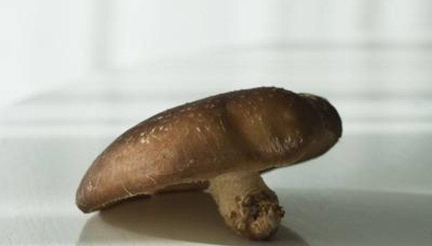 Shiitake mushroom Shiitake mushroom