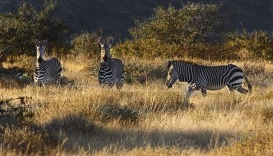 Africa boasts an average annual temperature of 80 degrees Fahrenheit and a variety of interesting shrubbery. Africa boasts an average annual temperature of 80 degrees Fahrenheit and a variety of interesting shrubbery.