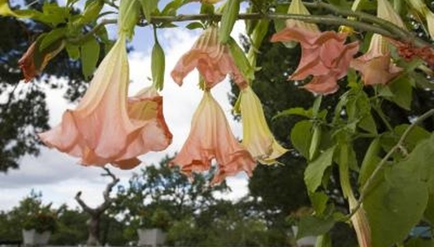 The angel trumpet plant is toxic to humans and animals. The angel trumpet plant is toxic to humans and animals.