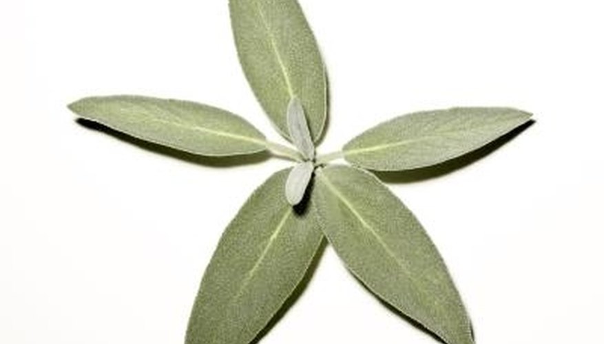 Sage grows well in USDA Zone 7. Sage grows well in USDA Zone 7.