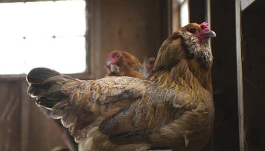Raise organic chickens and eggs to improve your health. Raise organic chickens and eggs to improve your health.