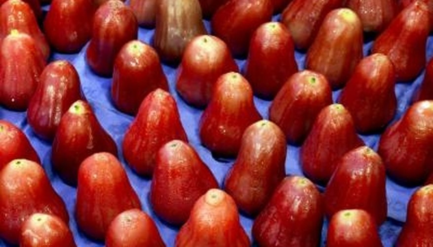 The fruit of the jambu tree are known as watery rose apples. The fruit of the jambu tree are known as watery rose apples.