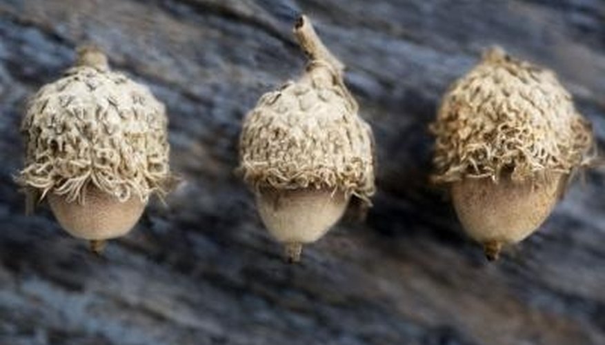 Acorns quickly distinguish an oak tree from any other tree species. Acorns quickly distinguish an oak tree from any other tree species.