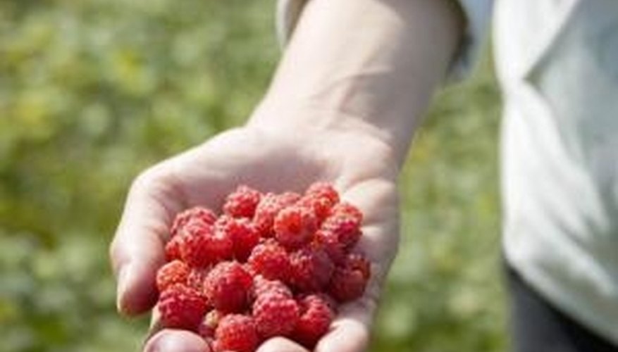 Plant raspberries in the best soil to ensure a plentiful harvest. Plant raspberries in the best soil to ensure a plentiful harvest.