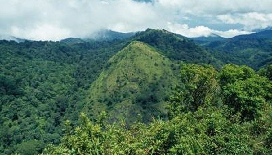 The Nilgiri Mountains of India are home to an abundance of medicinal plants. The Nilgiri Mountains of India are home to an abundance of medicinal plants.