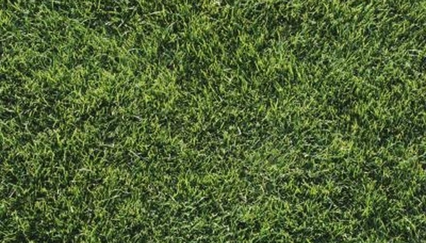 Thick, green grass is a welcoming sight. Thick, green grass is a welcoming sight.