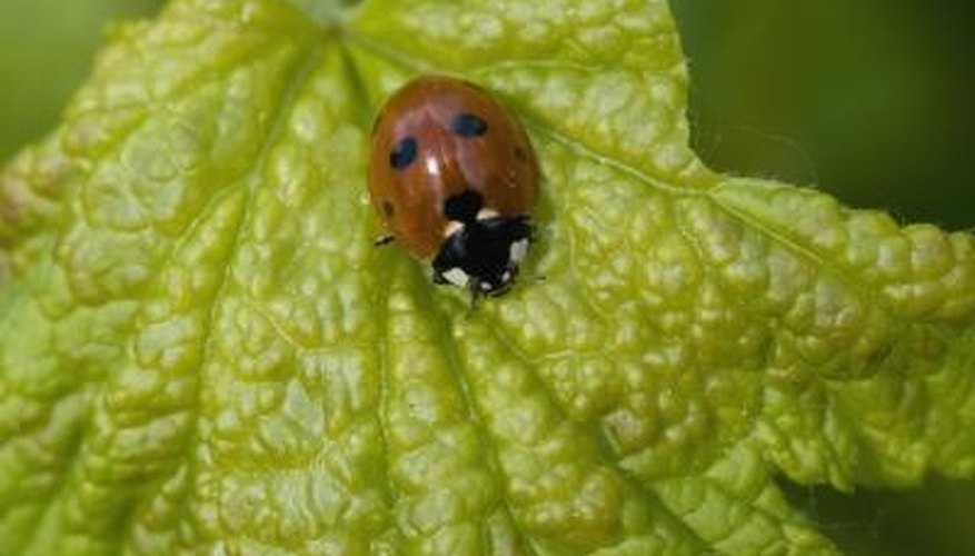 Ladybugs are just one of the more than 300,000 types of beetles. Ladybugs are just one of the more than 300,000 types of beetles.
