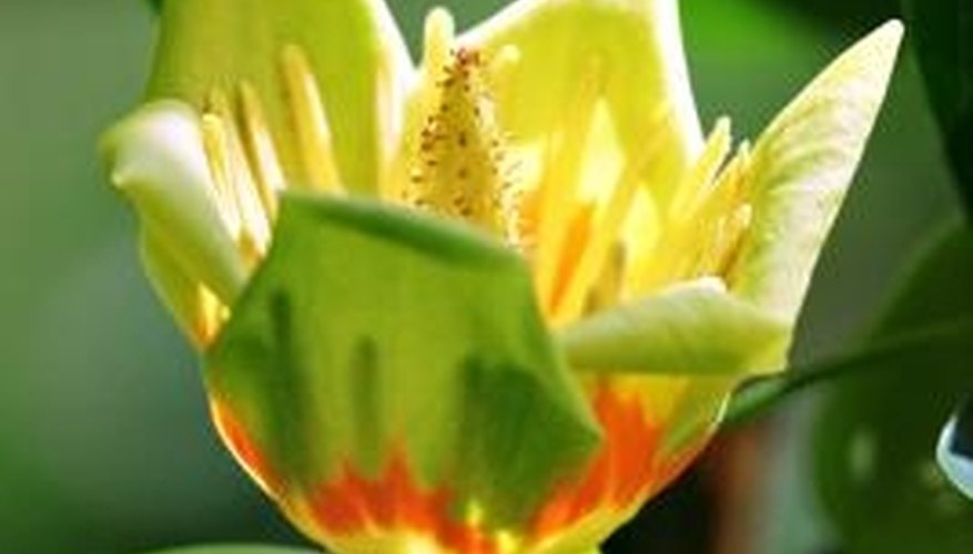The yellow blossom of the tulip tree. The yellow blossom of the tulip tree.