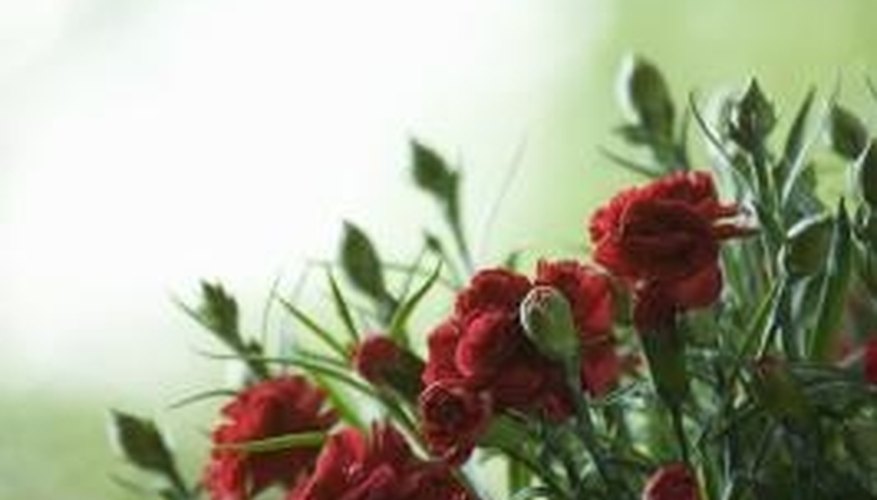 Carnations are perennial flowers that grow back each spring. Carnations are perennial flowers that grow back each spring.