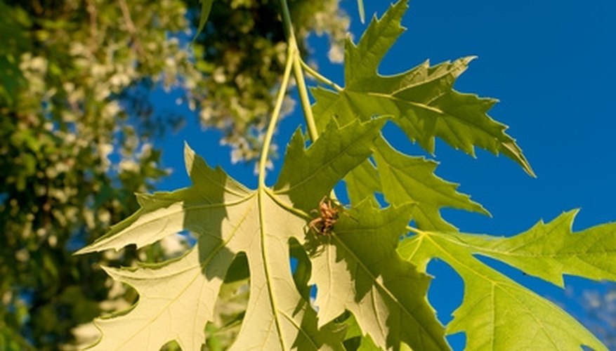 Trees can be identified by their leaves. Trees can be identified by their leaves.