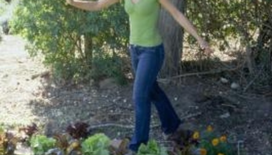 When to Plant Vegetables in Massachusetts When to Plant Vegetables in Massachusetts