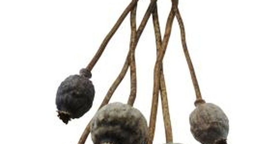Use dried poppy pods to accent floral arrangements. Use dried poppy pods to accent floral arrangements.